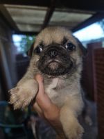 Pug Puppies for sale in Gatesville, Texas. price: $425