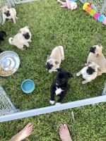 Pug Puppies for sale in Harker Heights, Texas. price: $600