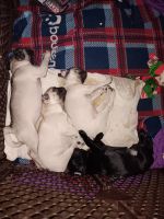 Pug Puppies for sale in St. Petersburg Beach, Florida. price: $1,200