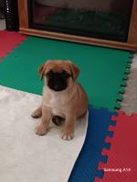 Pug Puppies for sale in Pittsburgh, Pennsylvania. price: $999