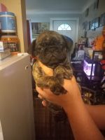 Pug Puppies for sale in Cleveland, Ohio. price: $425