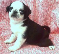 Pug Puppies for sale in Abilene, KS 67410, USA. price: $2,000