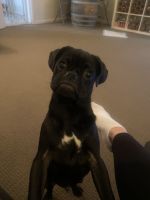 Pug Puppies for sale in Sylvania, New South Wales. price: $800
