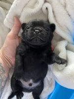 Pug Puppies for sale in Brooksville, Florida. price: $1,500