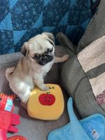 Pug Puppies for sale in Livonia, MI, USA. price: NA