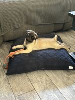 Pug Puppies for sale in Apple Valley, California. price: $400