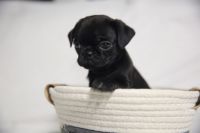 Pug Puppies for sale in Aurora, CO, USA. price: $1,000