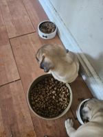 Pug Puppies for sale in Lewiston, Idaho. price: $1,000