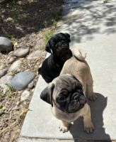 Pug Puppies for sale in Apple Valley, California. price: $400