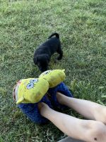 Pug mix 8 week Puppies 1 Black female 1 White male