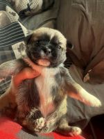 Pugzu puppies half pug, half shihtzu.