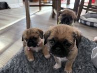 Pug Puppies for sale in Billings, MT, USA. price: $650