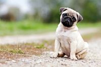 Pug Puppies for sale in Delhi, India. price: 14,000 INR