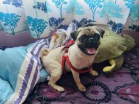 Pug Puppies for sale in Chennai, Tamil Nadu, India. price: NA