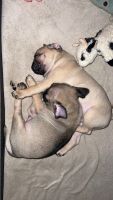 Pug Puppies for sale in Grass Valley, CA, USA. price: NA