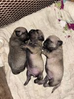Pug Puppies for sale in Muzaffarnagar, Uttar Pradesh, India. price: 8,500 INR