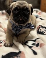 Pug Puppies for sale in Blackshear, GA 31516, USA. price: $1,700