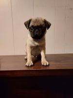 Pug Puppies for sale in Mobile, AL, USA. price: $450
