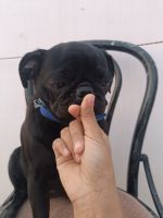 Pug Puppies for sale in Ruhatta Umarpur, Jaunpur, Uttar Pradesh 222002, India. price: 10,000 INR
