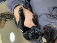 Pug Puppies for sale in Temecula, CA, USA. price: $2,000