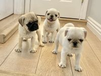 Pug Puppies for sale in Long Beach, CA, USA. price: $400