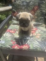 Male and female Frug