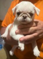 Pug Puppies for sale in Dunlap, TN 37327, USA. price: $650