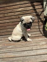 Pug Puppies for sale in Ironton, OH 45638, USA. price: $850