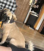 Pug Puppies for sale in St Cloud, MN, USA. price: $1,000