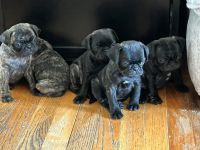 Pug Puppies for sale in Portland, OR, USA. price: $1,000