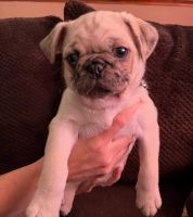 Pug Puppies for sale in Inwood, WV 25428, USA. price: $500