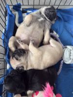 Pug Puppies for sale in Seattle, WA, USA. price: $1,200