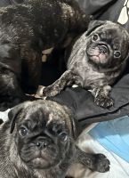 Pug Puppies for sale in Troy, MO, USA. price: $1,500