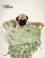 Pug Puppies for sale in Bowlus, MN, USA. price: $1,200