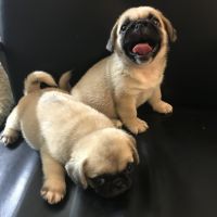 Pug frenchi puppies ckc reg