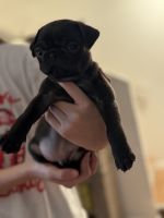 Pug puppies