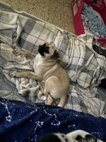 Pug Puppies for sale in Brownsville, TX, USA. price: $300