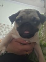 Pug Puppies for sale in Uttam Nagar East, Uttam Nagar, Delhi, 110059, India. price: 18,000 INR