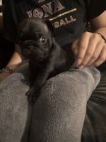 Pug Puppies for sale in Indianapolis, IN, USA. price: $600