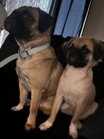 Pug Puppies for sale in St Cloud, MN, USA. price: $750