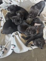 Pug Puppies for sale in Bluff Dale, TX 76433, USA. price: $350