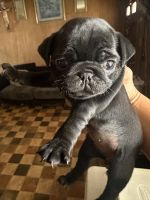 Pug Puppies for sale in Indianapolis, IN, USA. price: $600