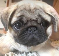 Pug Puppies for sale in Hamilton, ON, Canada. price: $600