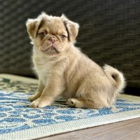 Pug Puppies for sale in Neenah, WI 54956, USA. price: $3,500