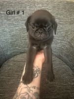Pug Puppies for sale in Fairview, OR 97024, USA. price: $1,000