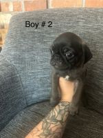 Pug puppies