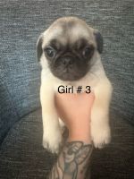 Pug puppies