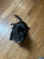 Pug Puppies for sale in FALLING WTRS, WV 25419, USA. price: NA