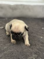Pug Puppies for sale in North Las Vegas, NV, USA. price: $500