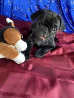Pug puppies for sale